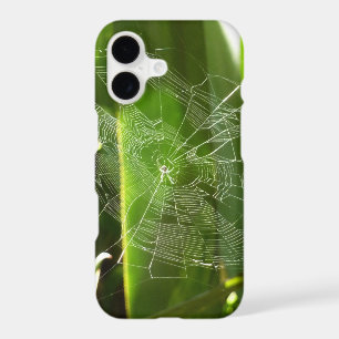Spiderweb in Tropical Leaves Nature
