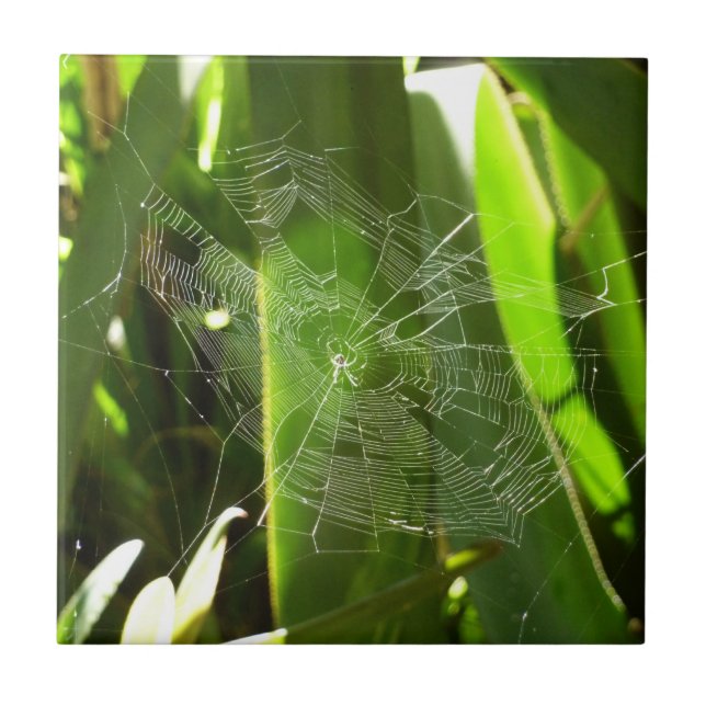 Spiderweb in Tropical Leaves Nature Ceramic Tile (Front)