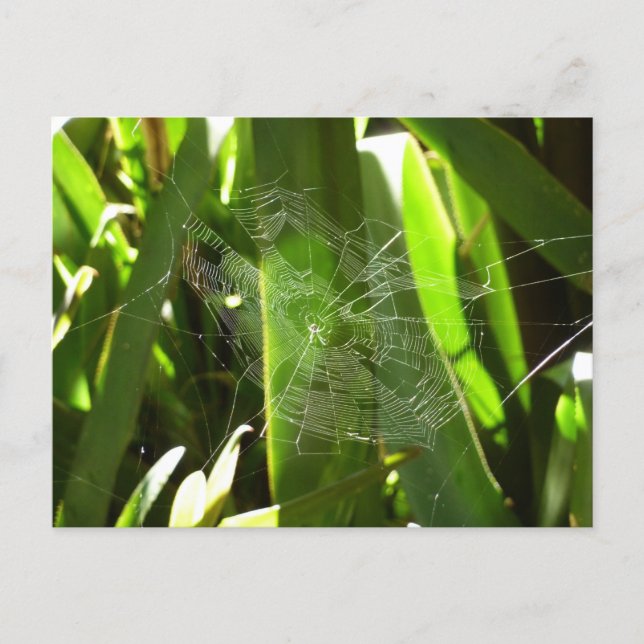 Spiderweb in Tropical Leaves Nature Postcard (Front)