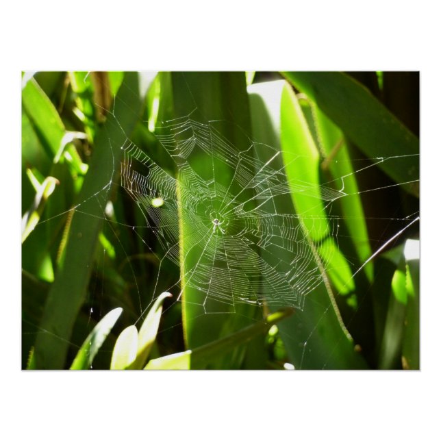 Spiderweb in Tropical Leaves Nature Poster (Front)