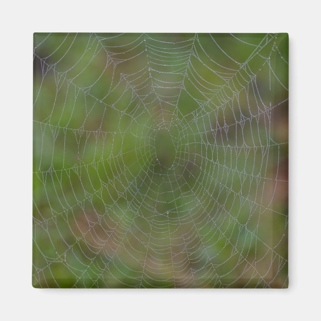 Spiderweb With Droplets Magnet (Front)