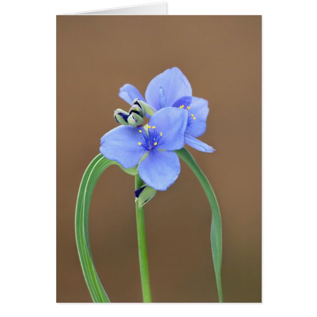 Spiderwort Blossom Closeup (Front)