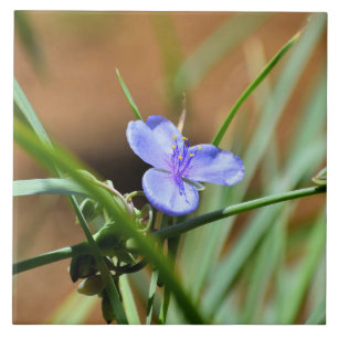 Spiderwort flower ceramic tile