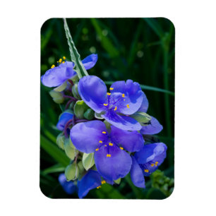 Spiderwort Plant Closeup in Full Bloom Magnet