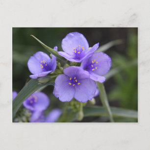 Spiderwort Postcard