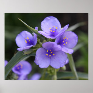 Spiderwort Poster