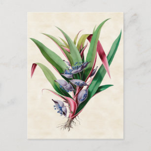 Spiderwort Vintage Botanical Postcard