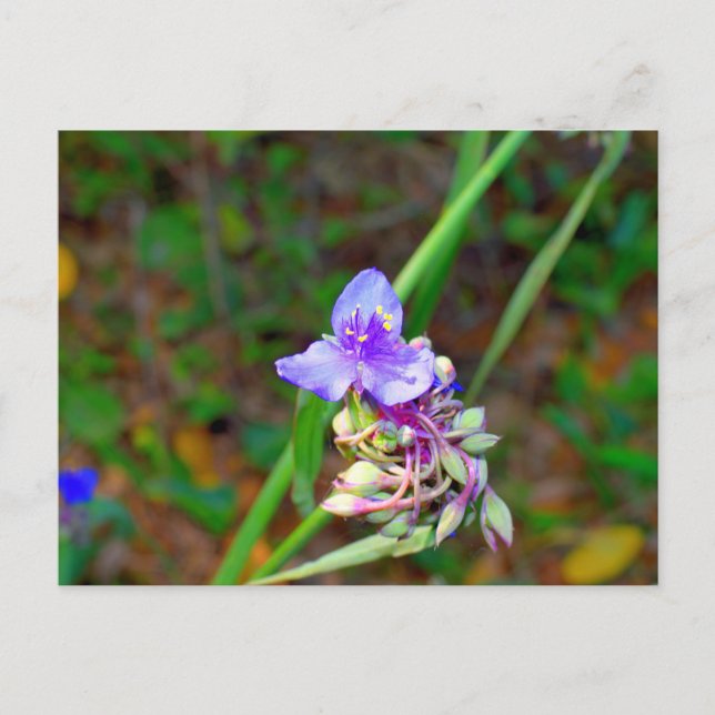 Spiderwort wildflowers postcard (Front)