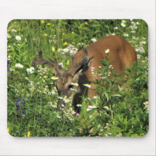 Spike Buck Browsing the Spring Gardens Mouse Pad
