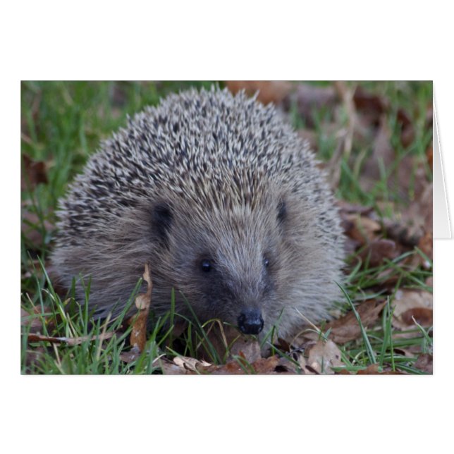 Spike Card (Front Horizontal)