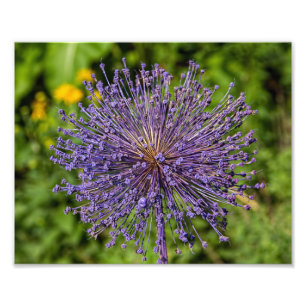Spike Purple Flower Photo Print