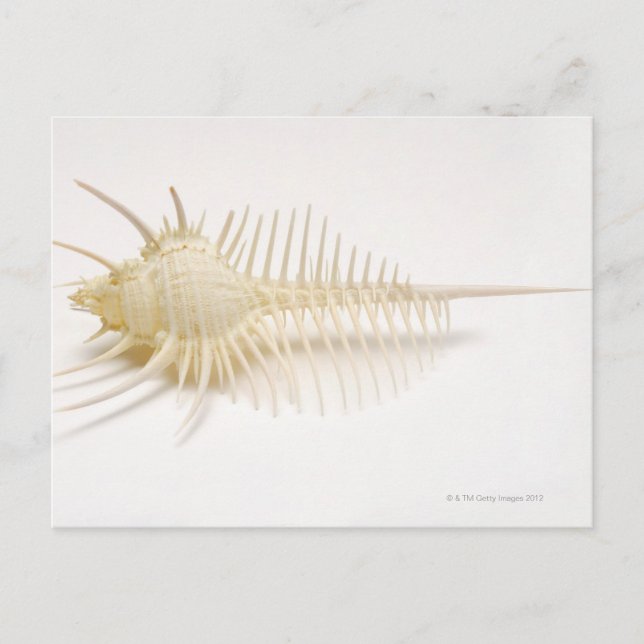 Spiked Murex shell Postcard (Front)
