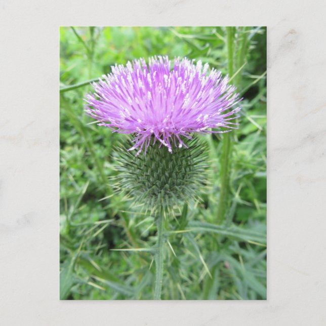Spiked Purple Flower Postcard (Front)