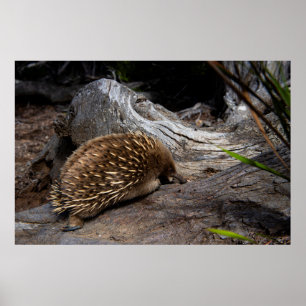 Spiky and Furry Echidna, Cute Australian Animal Poster