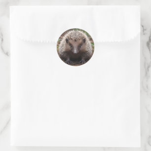 **"Spiky Beginnings: The Adorable Baby Echidna"** Classic Round Sticker