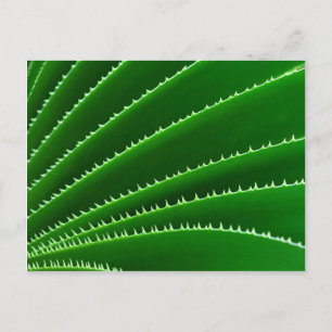 Spiky Green Leaf Pattern Postcard