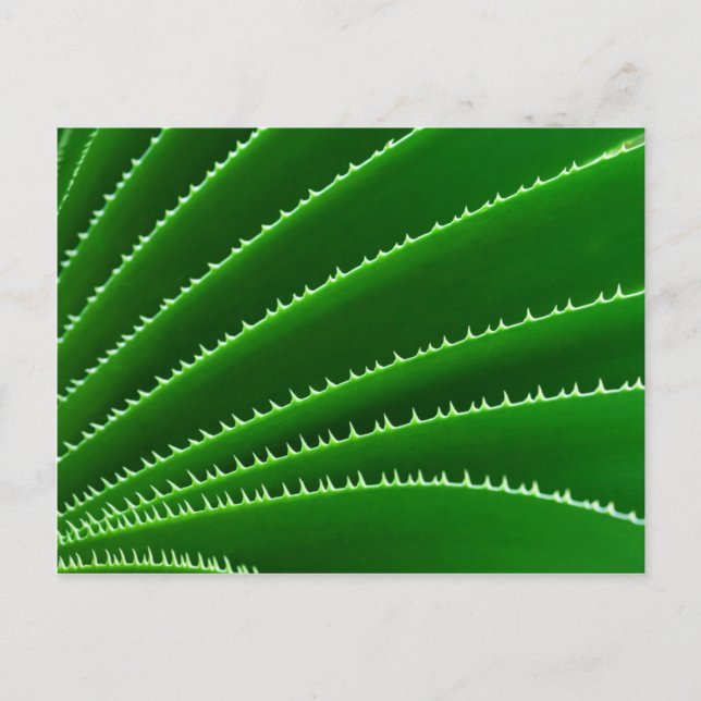 Spiky Green Leaf Pattern Postcard (Front)