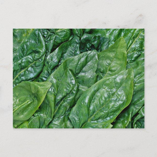 Spinach leaves postcard (Front)