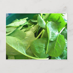Spinach Postcard