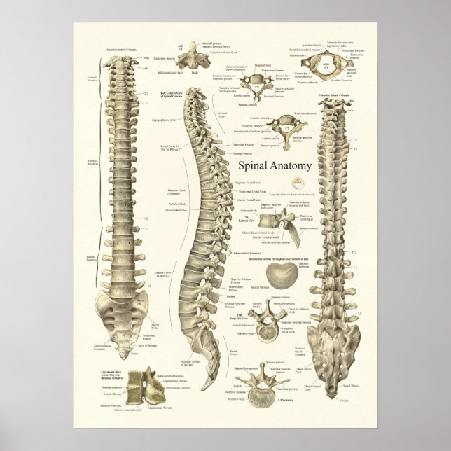 Spinal Anatomy Medical Chiropractic Poster (Front)