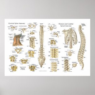 Spinal and Vertebrae Anatomy Poster 24" X 36"