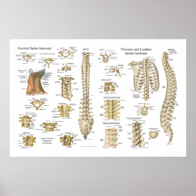 Spinal and Vertebrae Anatomy Poster 24" X 36" (Front)