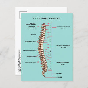 Spinal Column Anatomical Chiropractic Reactivation Postcard