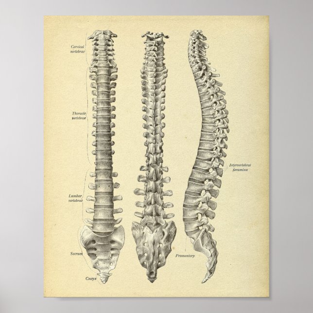 Spinal Column Anatomy Print (Front)