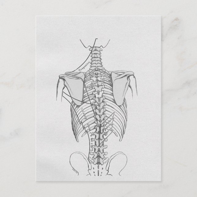 Spinal Column Bones Chiropractic Postcard (Front)