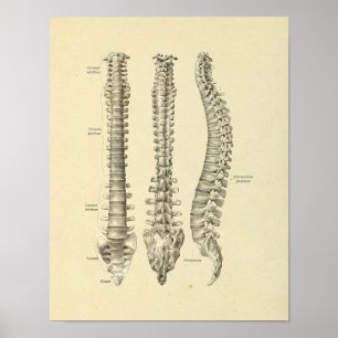Spinal Column Vertebrae Anatomy Bones Print