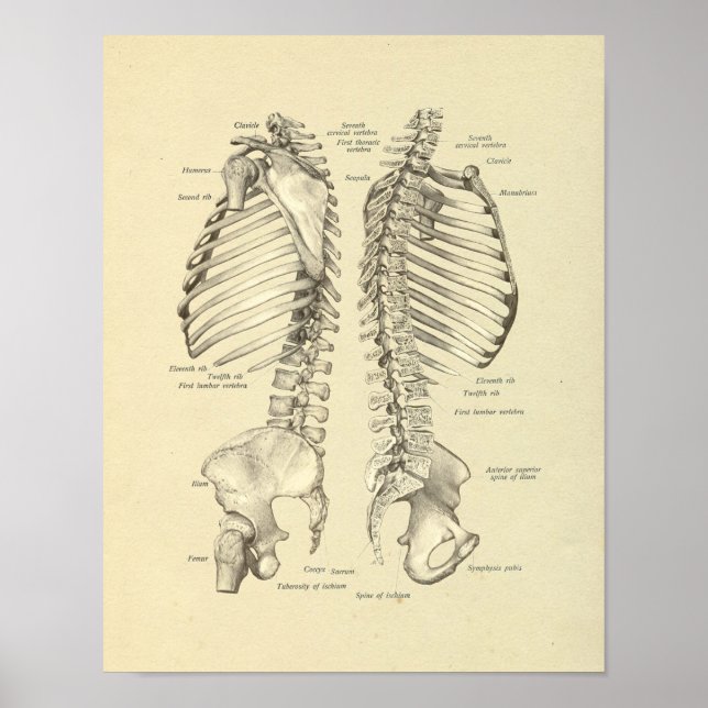 Spinal Column Vertebrae Anatomy Bones Print (Front)