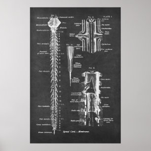 Spinal Cord Anatomy Art print no.1