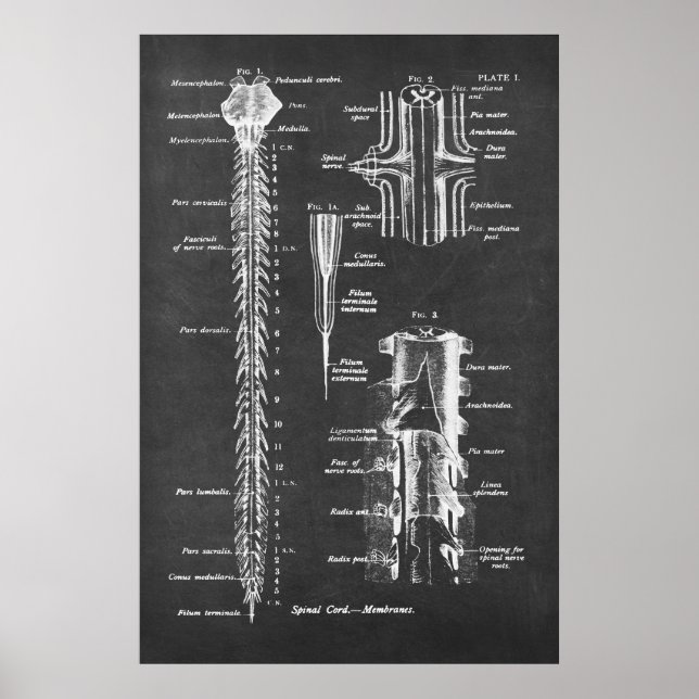 Spinal Cord Anatomy Art print no.1 (Front)