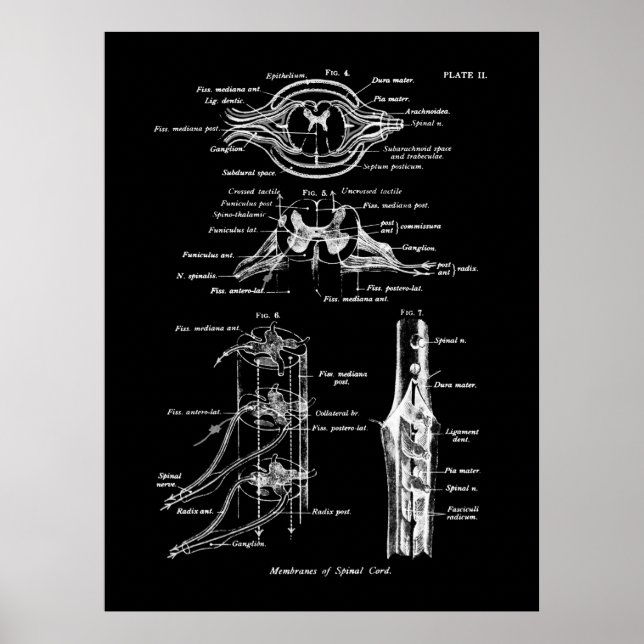 Spinal Cord Anatomy Medical Poster (Front)