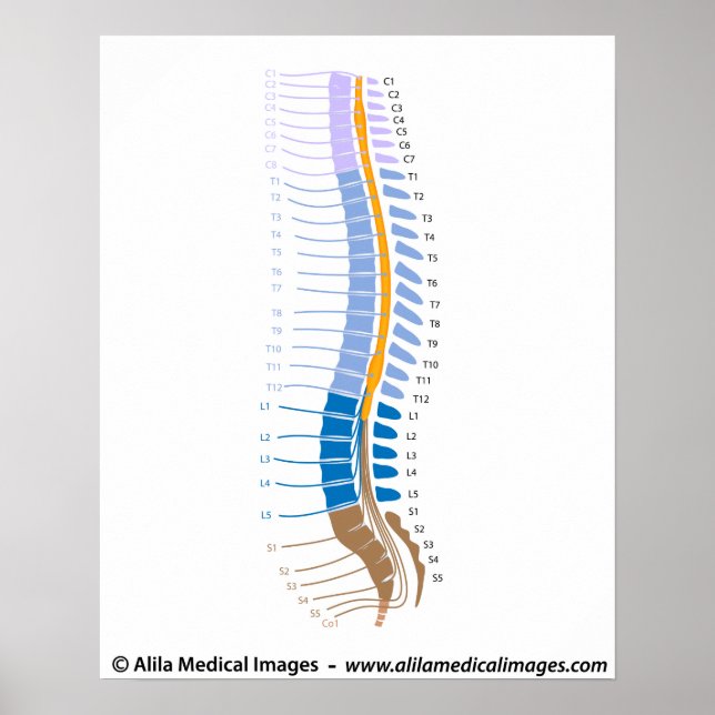 Spinal cord and spinal nerves, medical drawing. poster (Front)