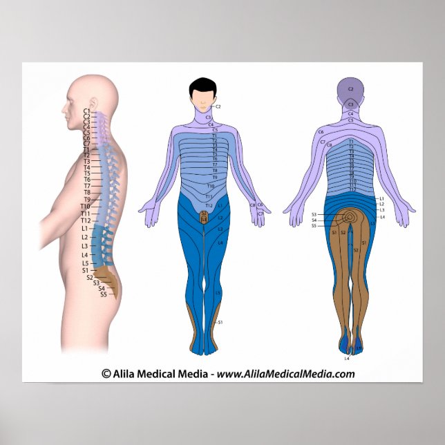 Spinal cord injury basis, medical drawing. poster (Front)