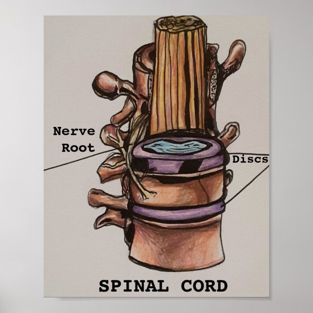 Spinal Cord Poster (Front)