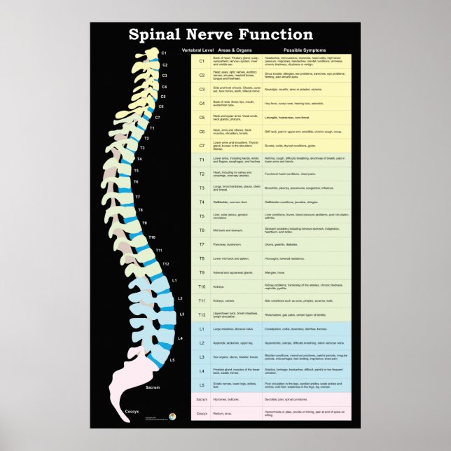 Spinal Nerve Function Poster Chiropractic (Front)