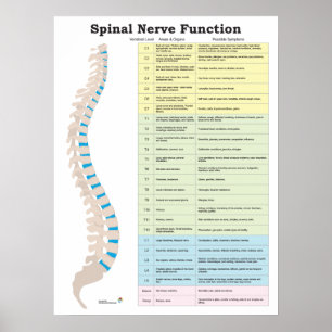 Spinal Nerve Function Poster Chiropractic