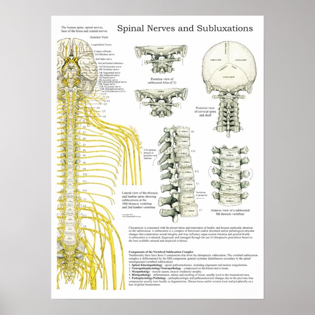 Spinal Nerves and Subluxations Chiropractic Poster (Front)
