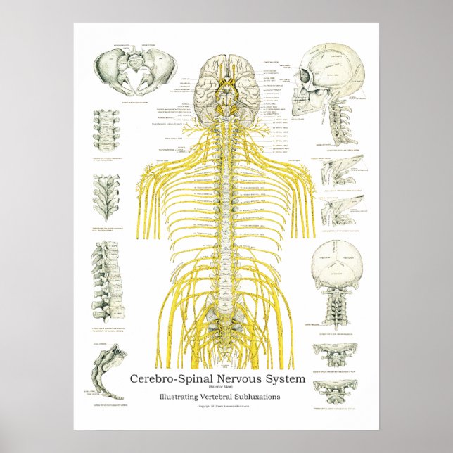 Spinal Nerves and Subluxations Chiropractic Poster (Front)