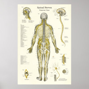 Spinal Nerves Chiropractic Medical Poster