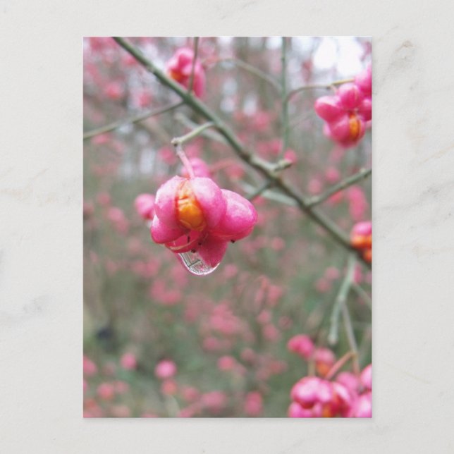 Spindle Tree And Water Droplet Postcard (Front)