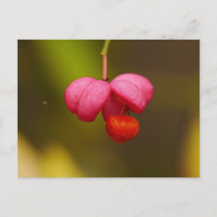 Spindle Tree Berry Postcard