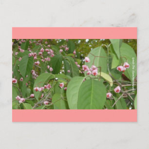 Spindle Tree (Euonymus europaeus) Postcard