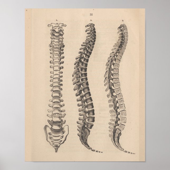 Spine Anatomy Chiropractic Print (Front)