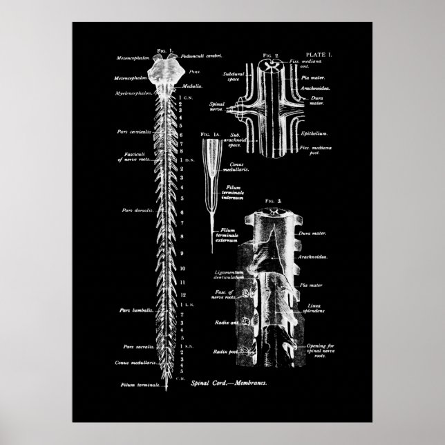 Spine Anatomy Medical Wall Decor (Front)