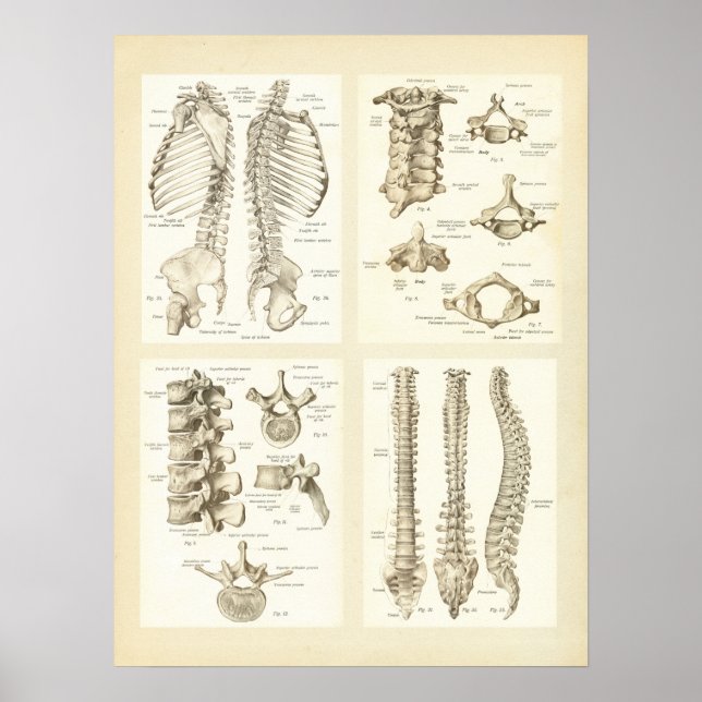 Spine and Vertebrae Anatomy Poster (Front)