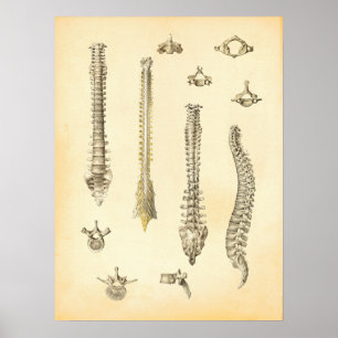 Spine and Vertebrae Anatomy Poster Chiropractic