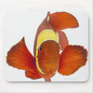 Spine-cheek anemonefish (Premnas biaculeatus) Mouse Pad